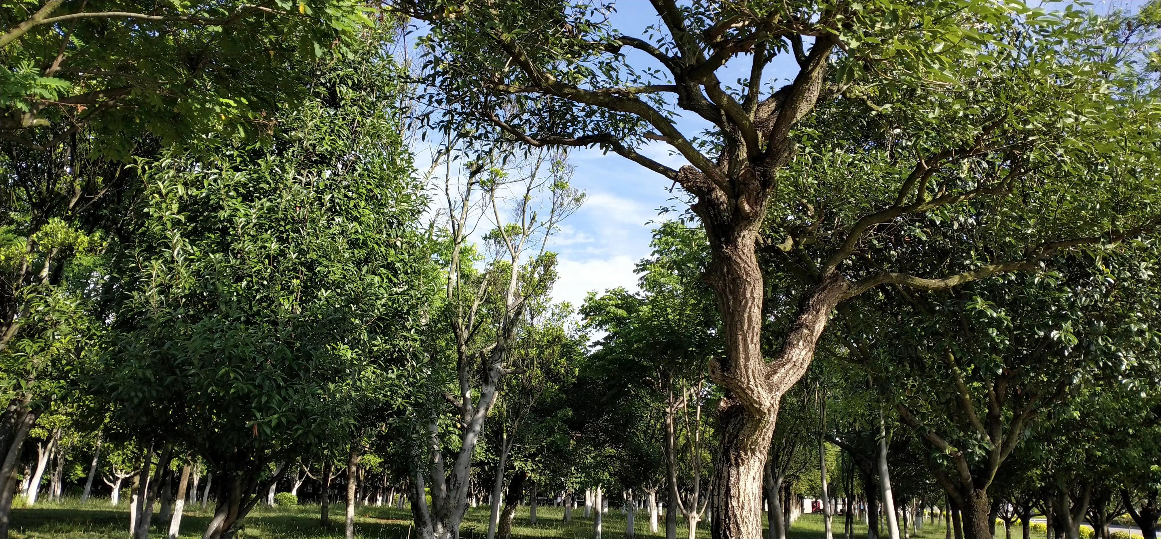 五棵树沿江旅游区