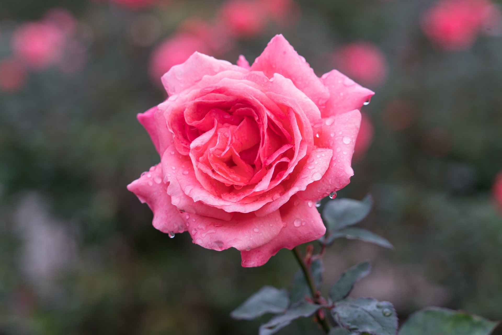 调布市神代植物公园攻略 神代植物公园门票价格多少钱 团购票价预定优惠 景点地址图片 携程攻略