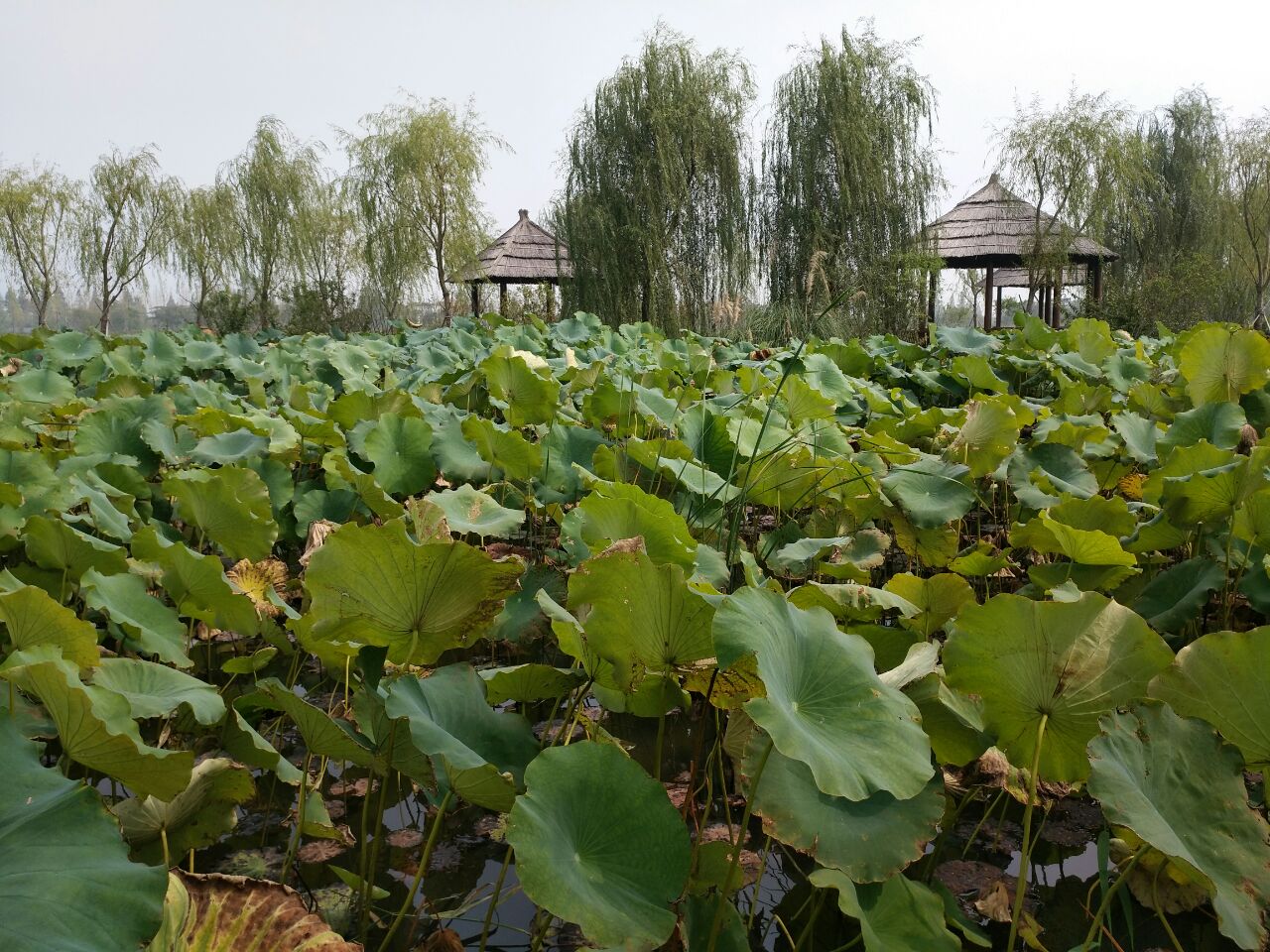 泗洪泗洪洪澤湖溼地好玩嗎,泗洪泗洪洪澤湖溼地景點怎麼樣_點評_評價