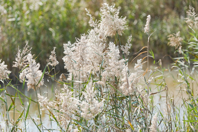 敢不敢跟我去小洋口,钻小树林、泡黄金汤