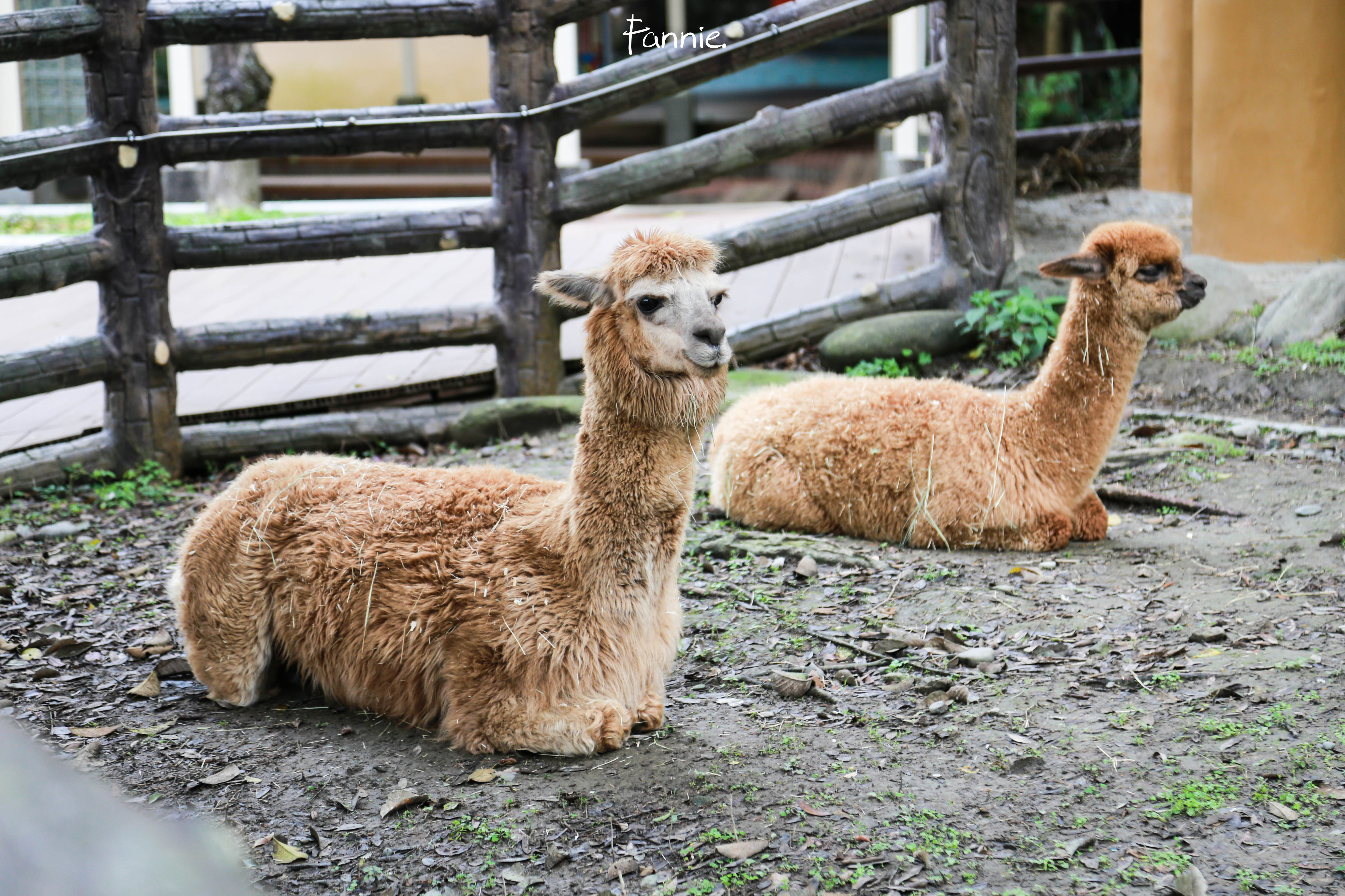 台北市立动物园