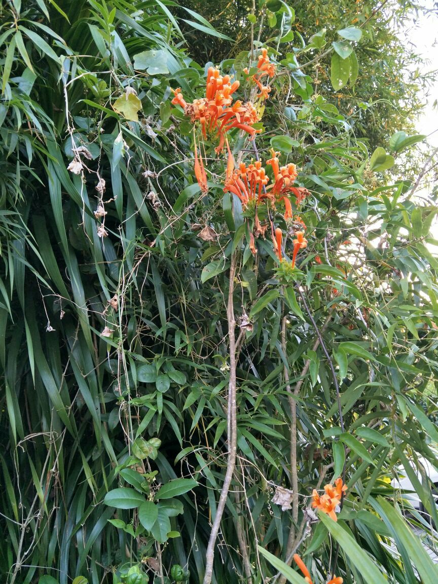 中科院西雙版納熱帶植物園