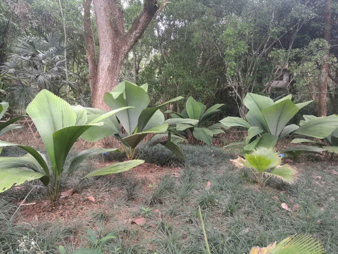 2019中科院西雙版納熱帶植物園-旅遊攻略-門票-地址-問答-遊記點評