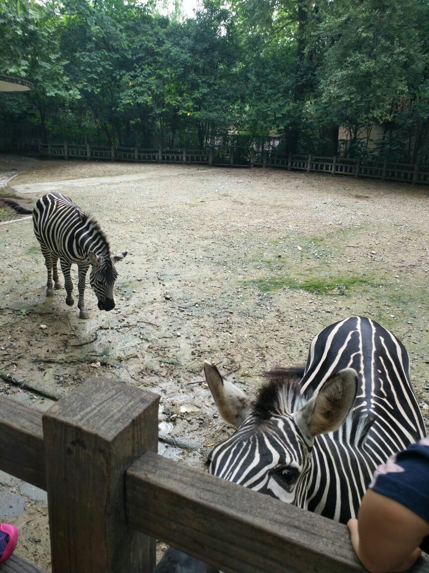 上海動物園