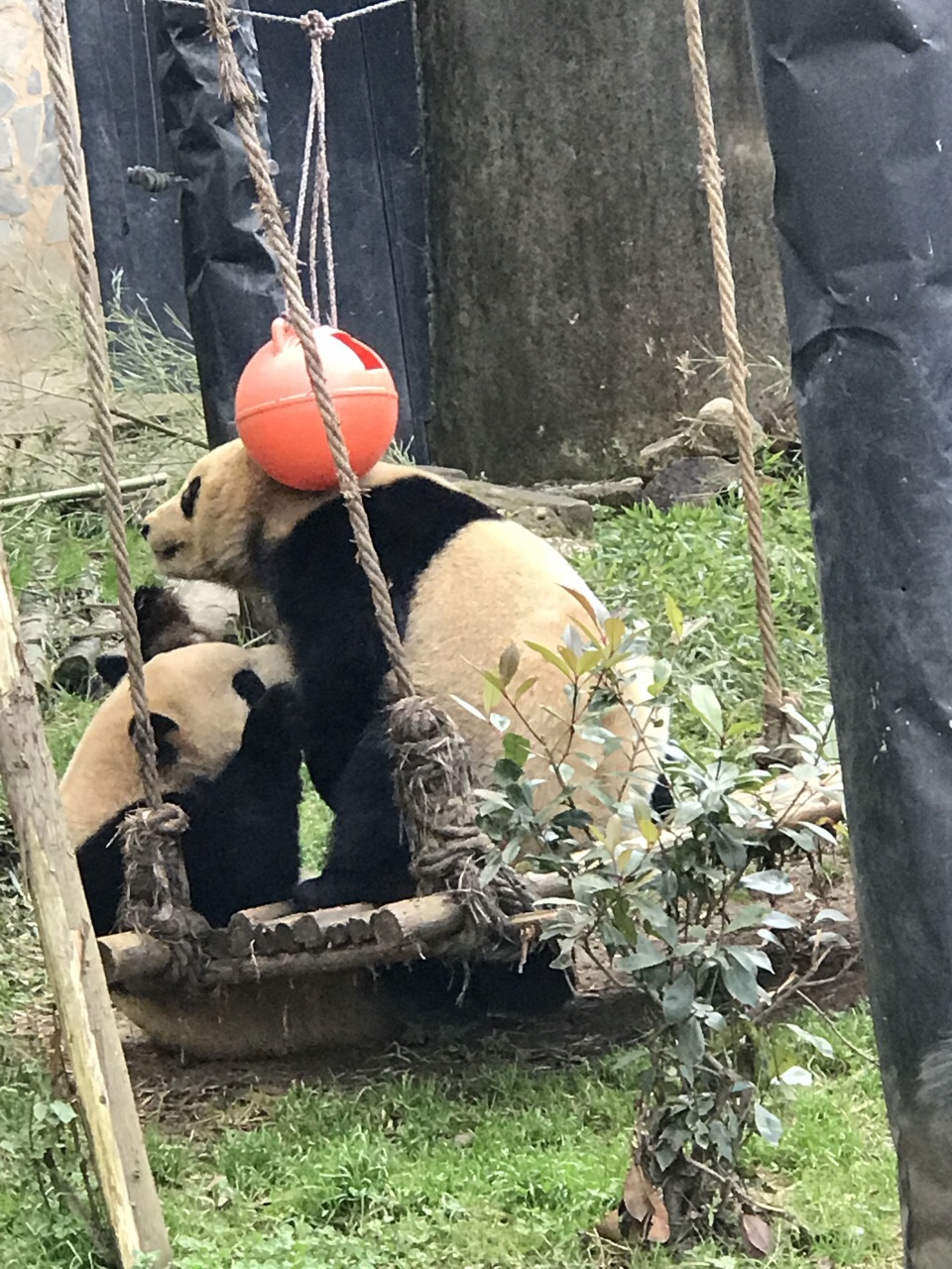 2023云南野生动物园游玩攻略,不错的动物园.比较大,最好.