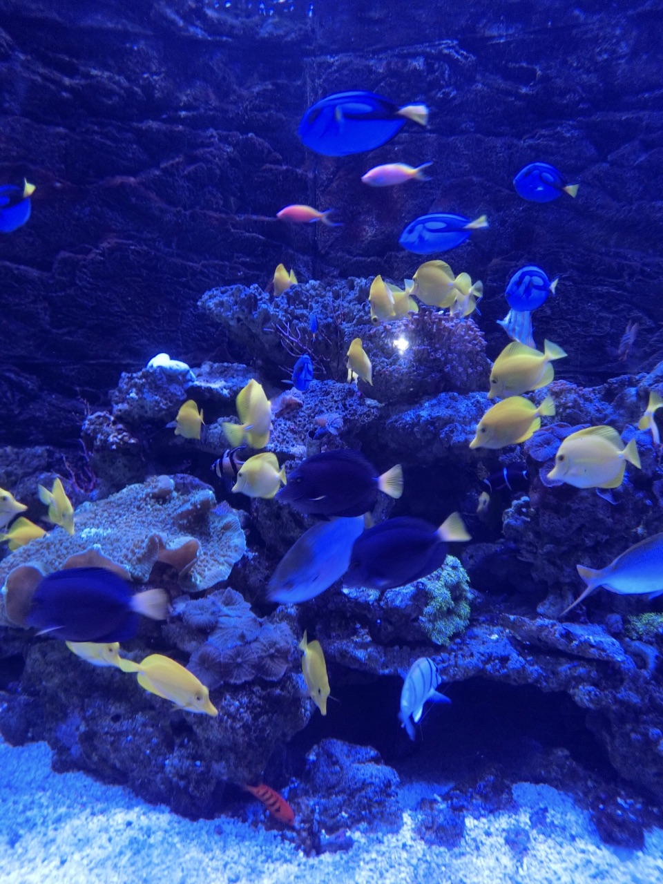 正佳极地海洋世界