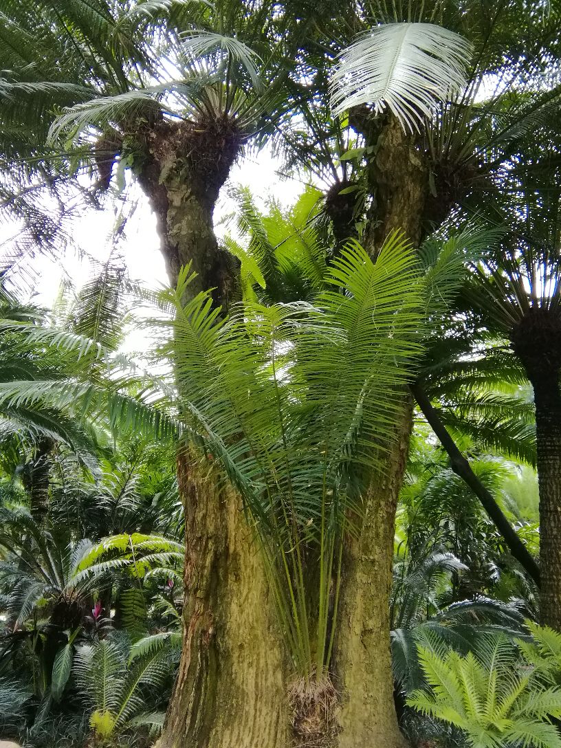 青秀山景区中的苏铁园非常值得一看,园林中的苏铁树
