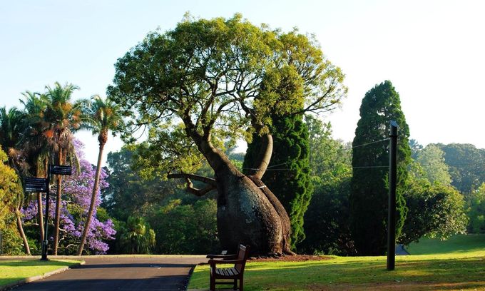 【攜程攻略】悉尼皇家植物園景點,悉尼皇家植物園緊挨著著名的悉尼