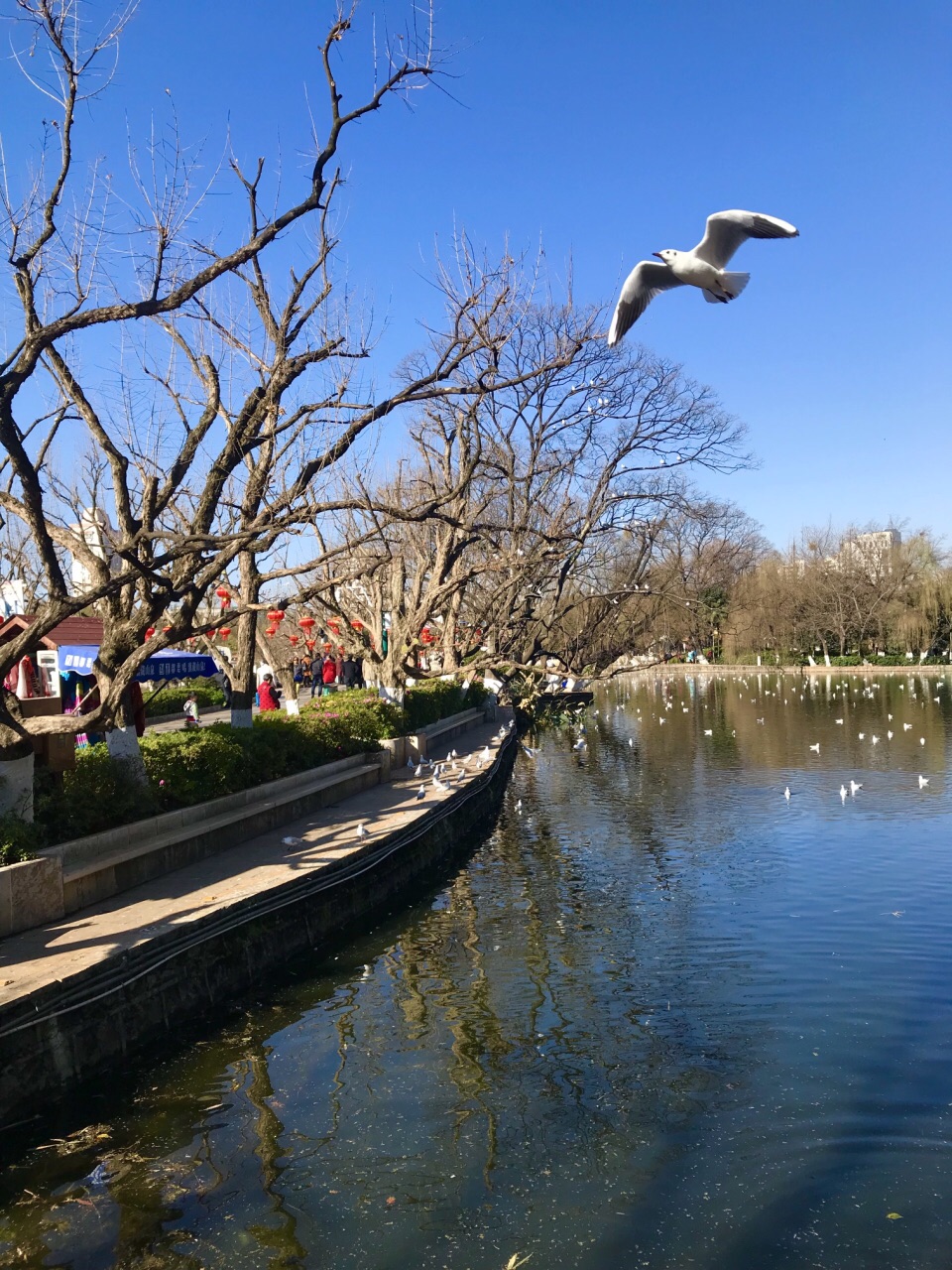 翠湖公园旅游景点攻略图