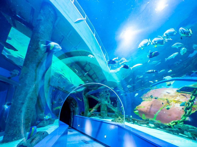 鎏嘉码头水族馆图片