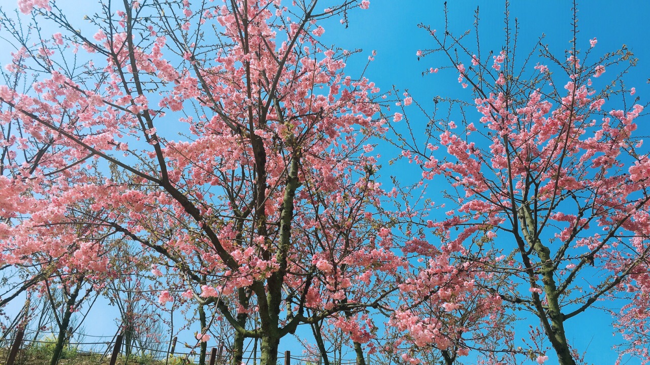 绵阳樱花谷照片图片