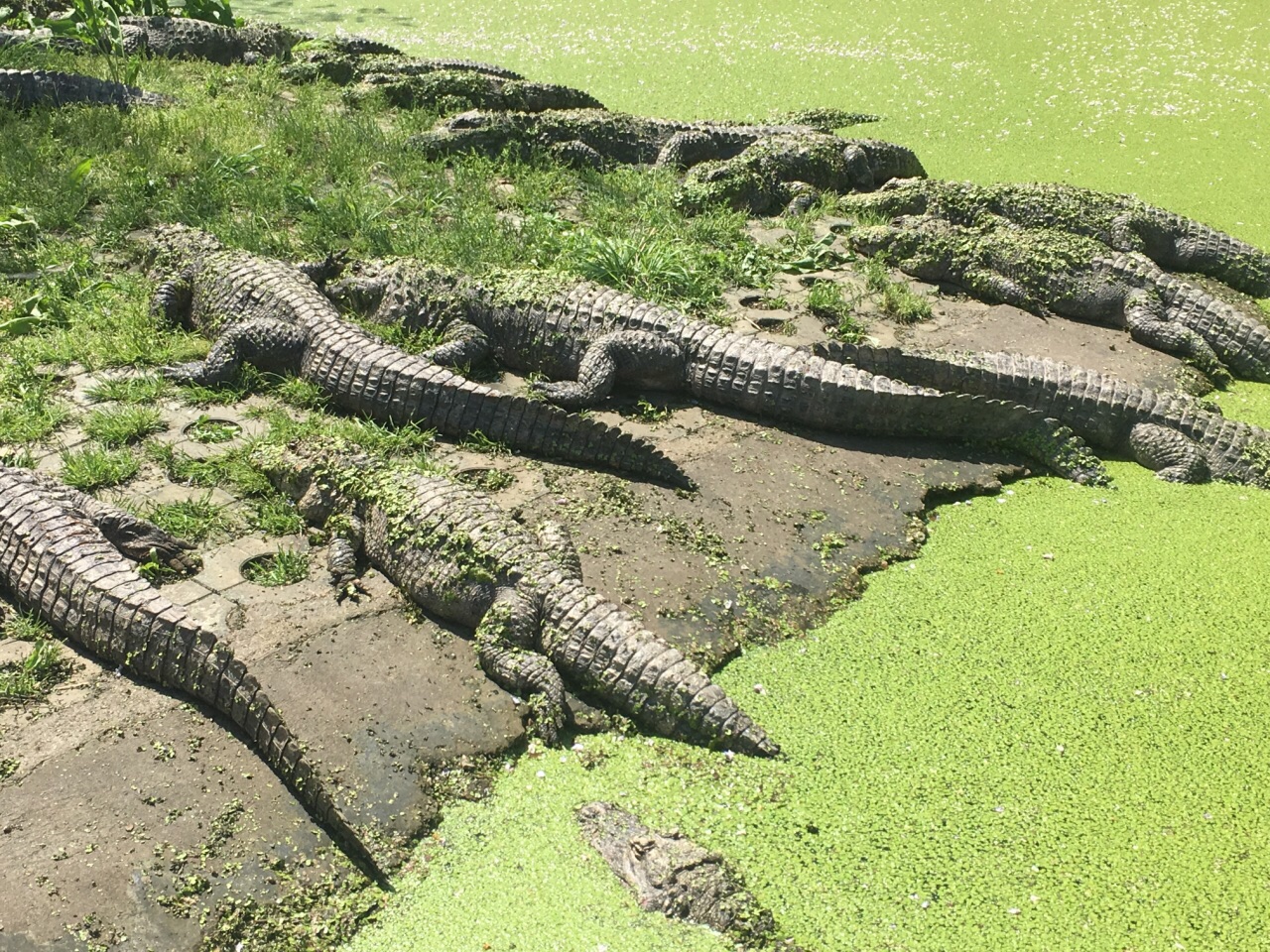 中国鳄鱼湖