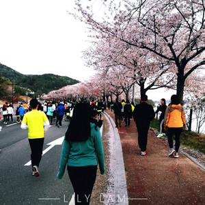 庆州游记图文-今年春天，我有特别的赏樱技巧：第27届韩国庆州樱花马拉松