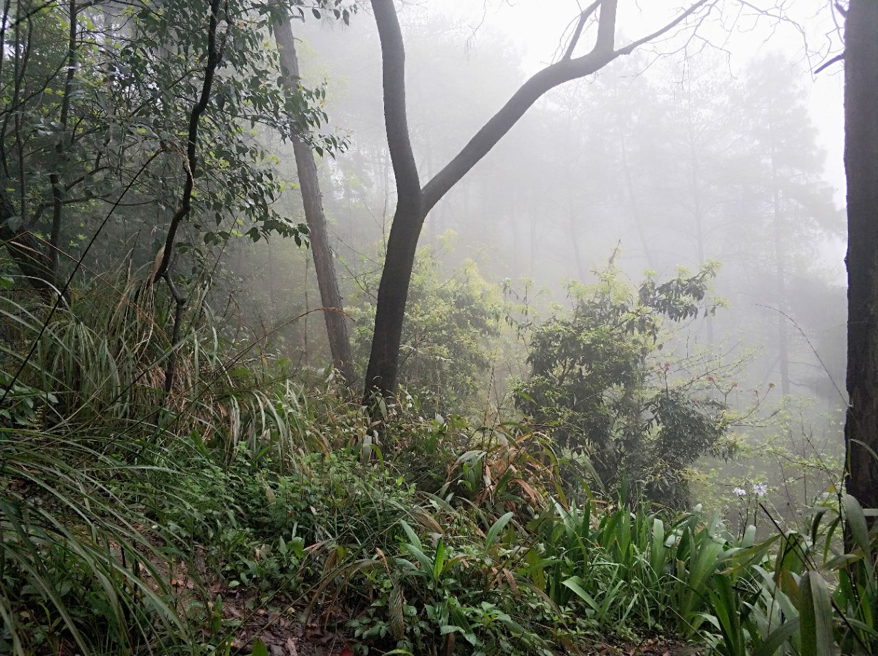 凉风垭森林公园