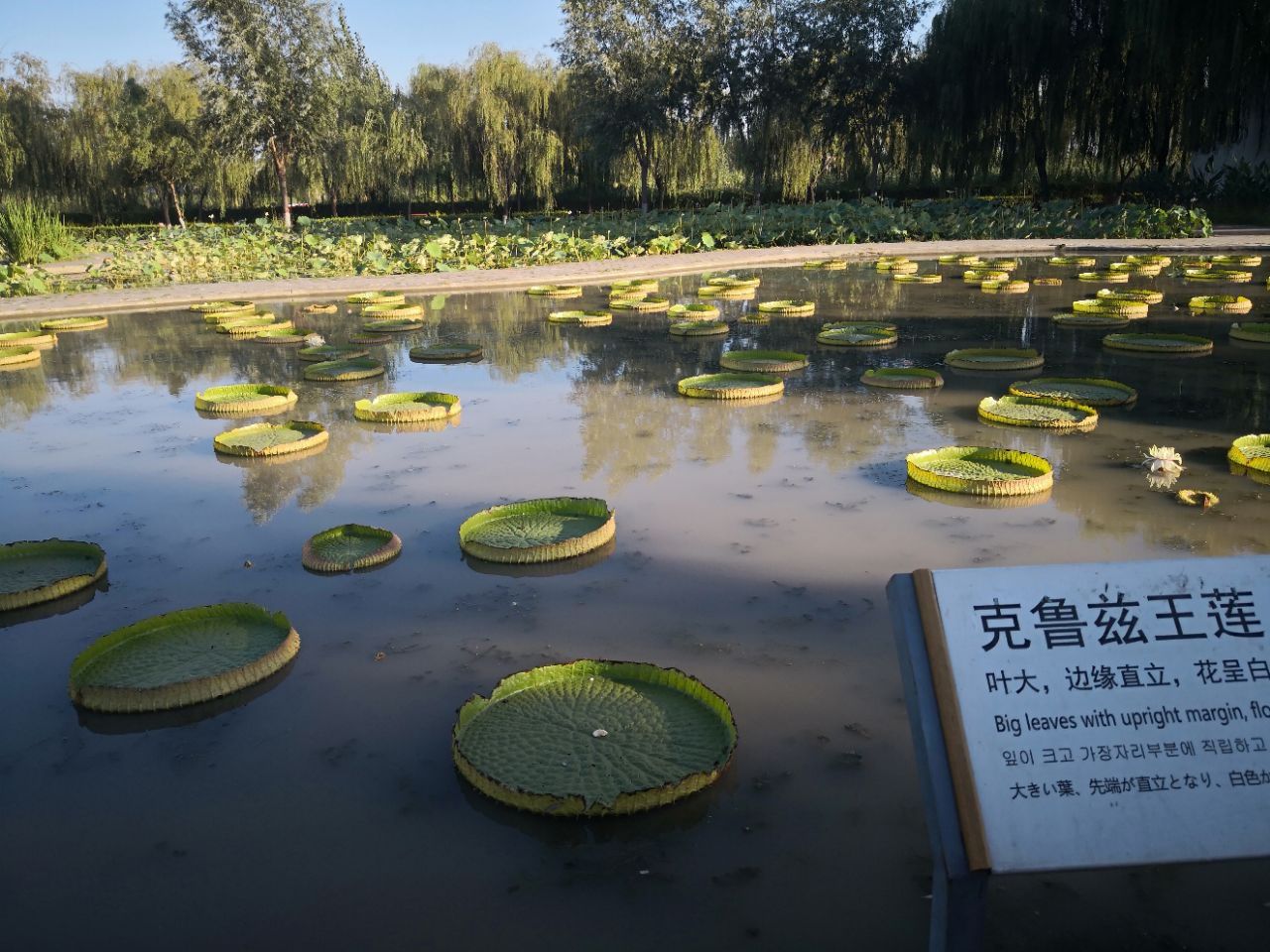 荷花大观园的介绍图片