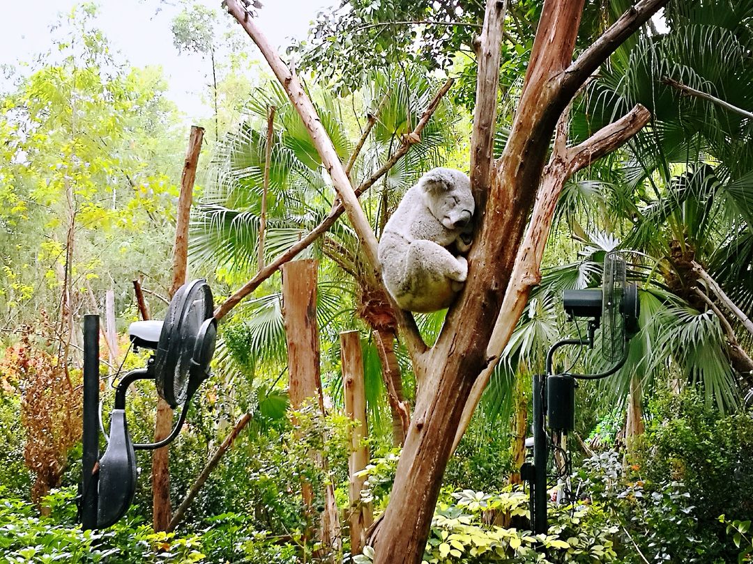 長隆野生動物園及馬戲團,玩一天,怎麼安排合理?