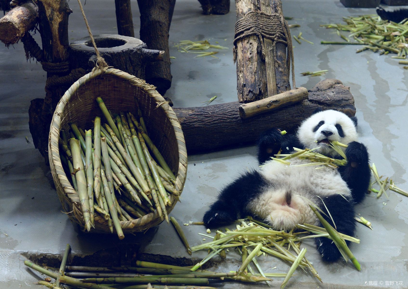 柏林动物园给大熊猫双胞胎“梦想”“梦圆”庆生