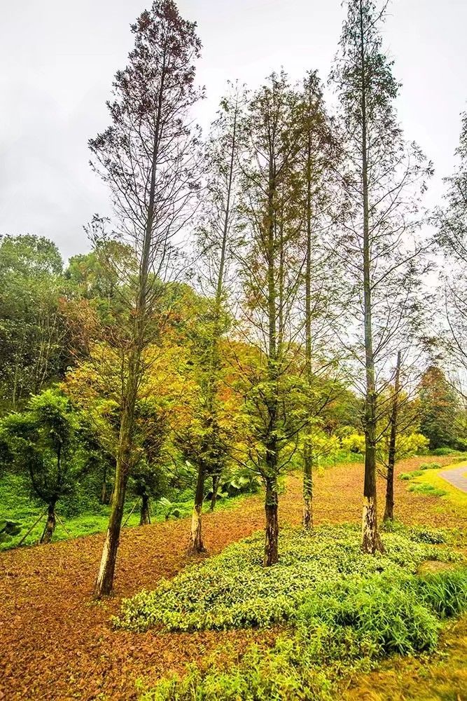 重慶照母山森林公園好玩嗎,重慶照母山森林公園景點怎麼樣_點評_評價