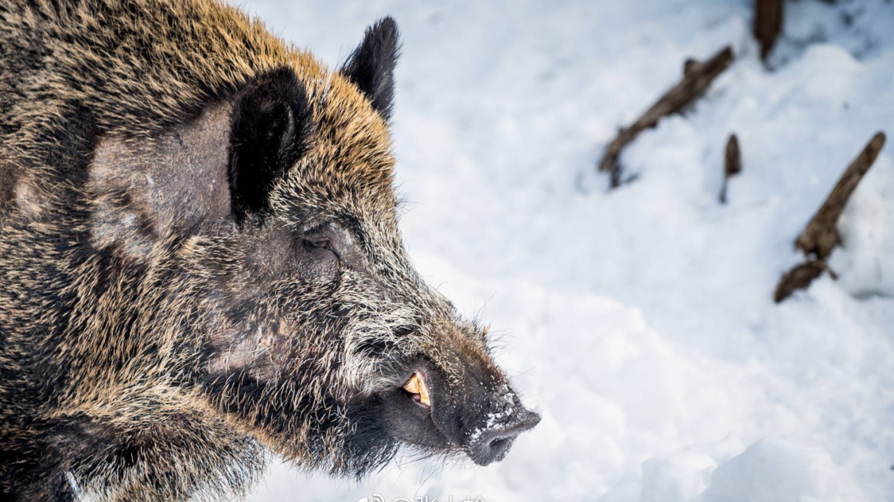 拉努阿(ranua)野生动物园隐藏在北极森林的环抱之中,距离罗瓦涅米