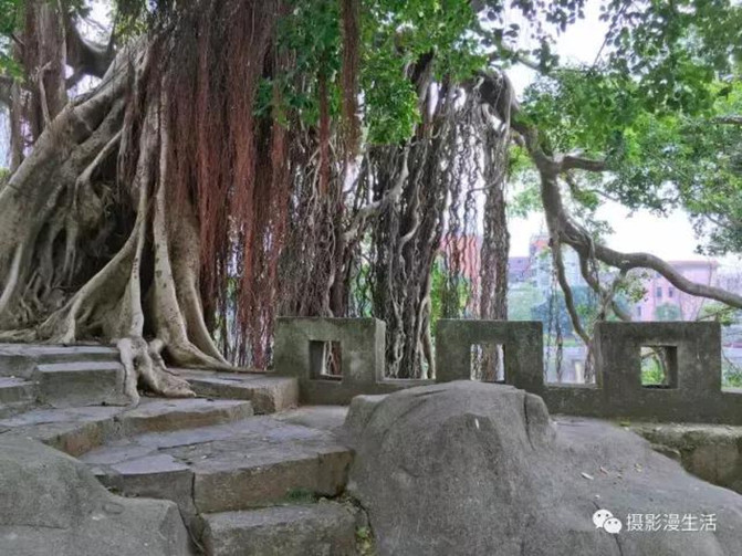 澄海蔡厝人口_澄海狮头鹅图片