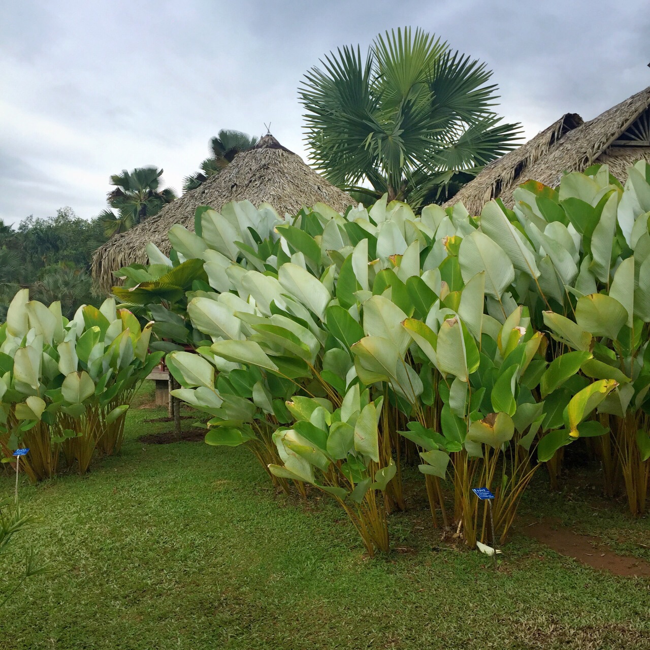 中科院西雙版納熱帶植物園