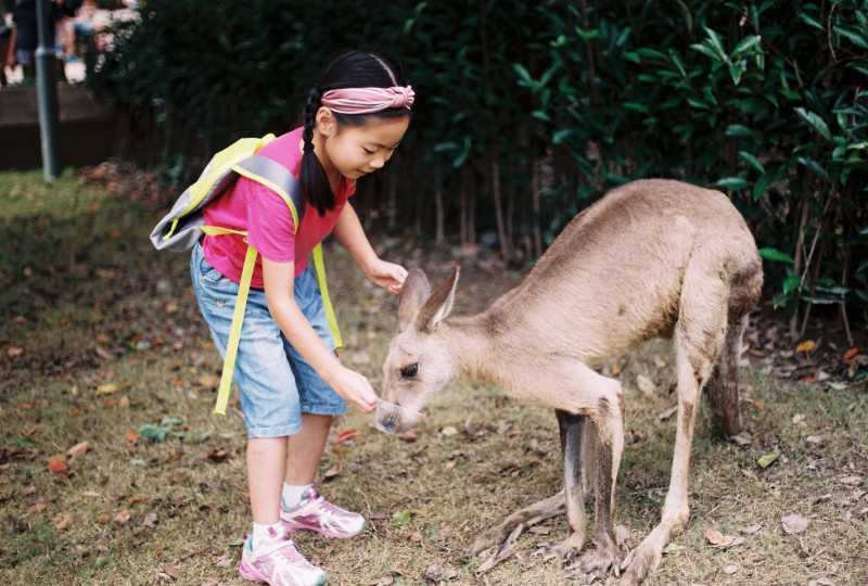 野生动物园投喂大全