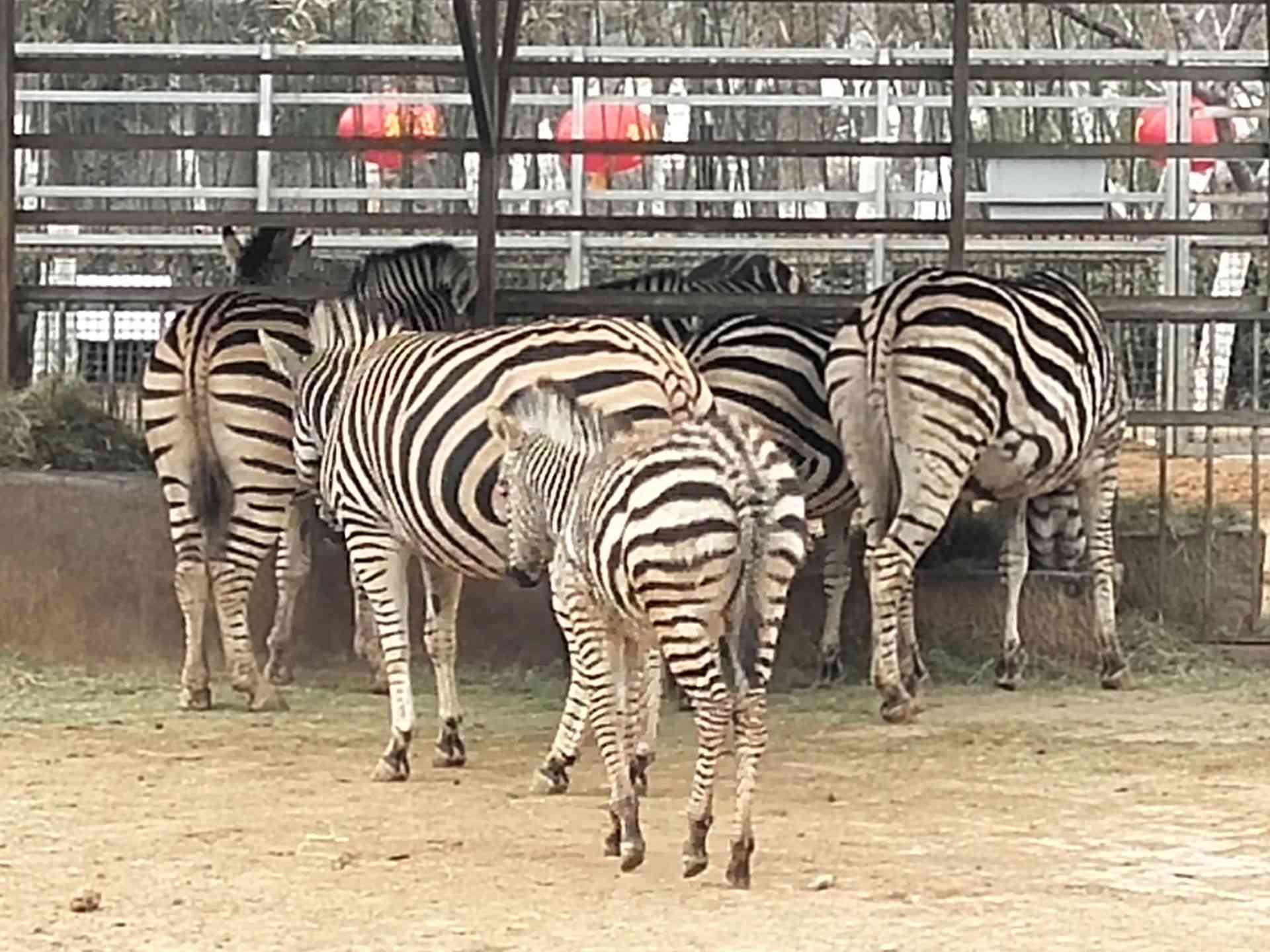 臨沂臨沂動植物園好玩嗎,臨沂臨沂動植物園景點怎麼樣_點評_評價