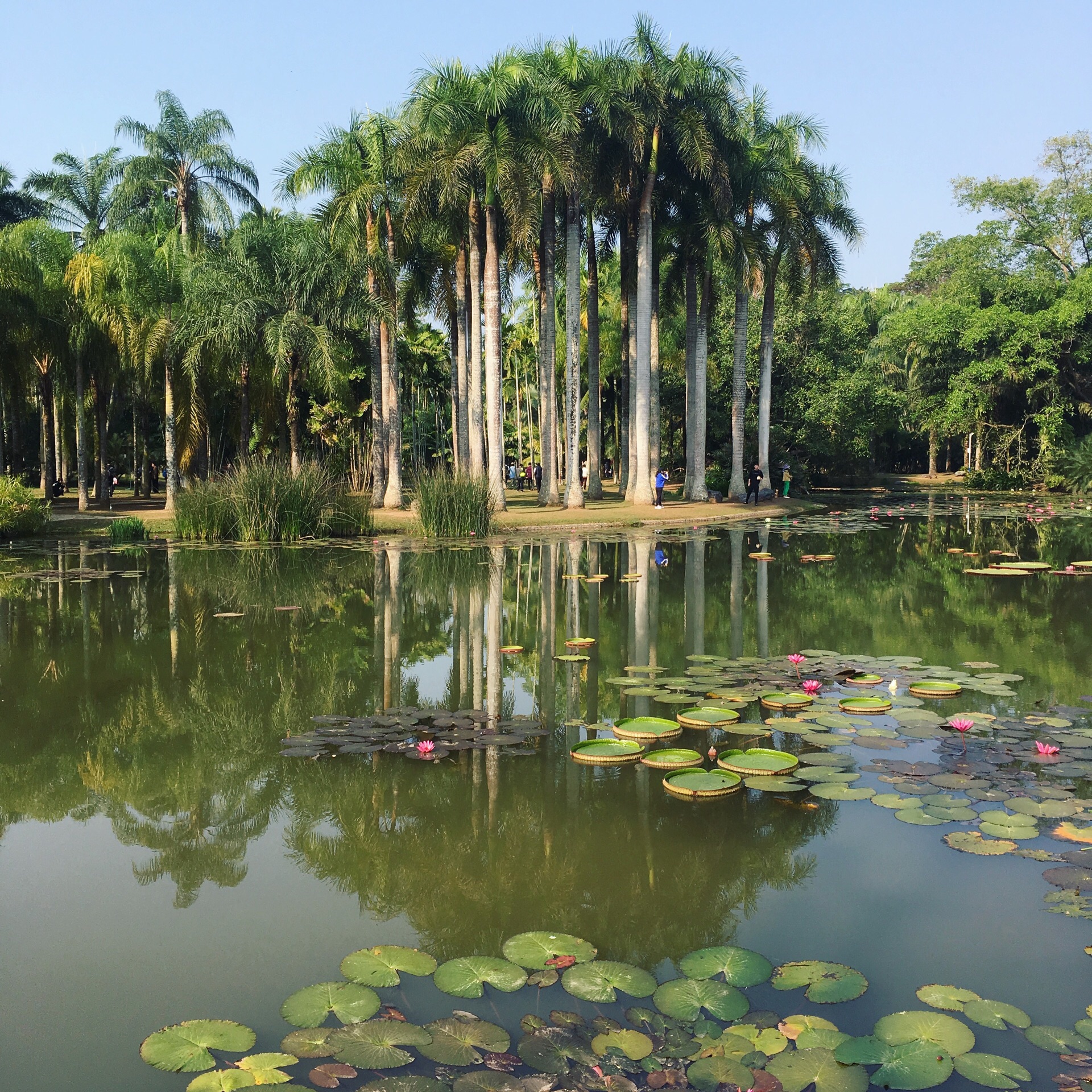 2019中科院西雙版納熱帶植物園_旅遊攻略_門票_地址_遊記點評