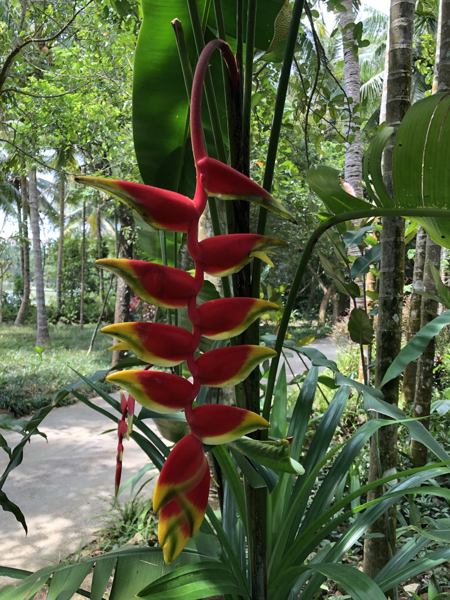 萬寧興隆熱帶植物園好玩嗎,萬寧興隆熱帶植物園景點怎麼樣_點評_評價