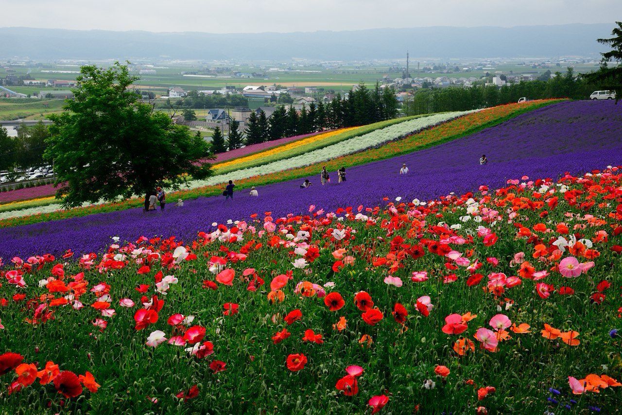 富田农场旅游景点攻略图