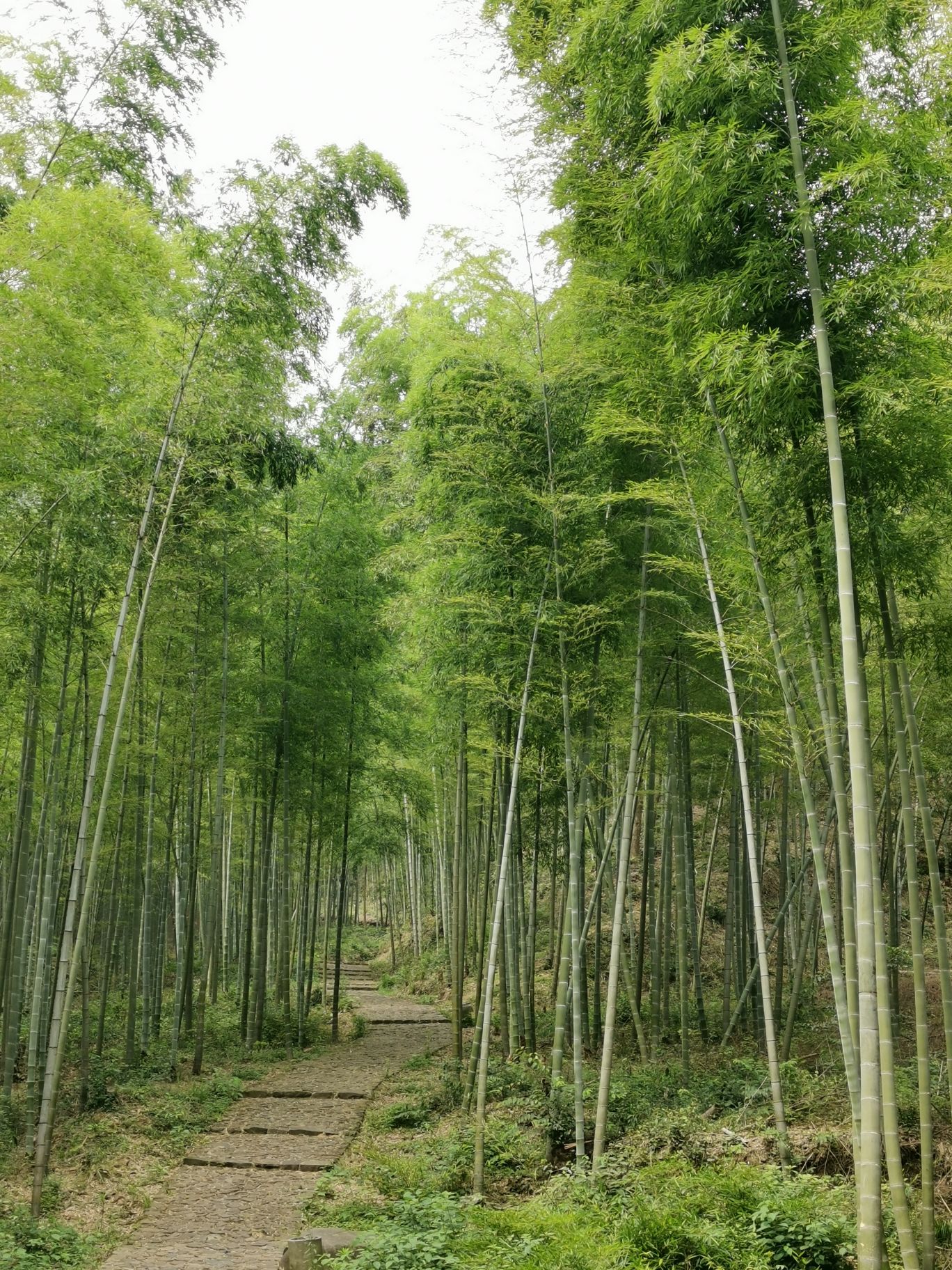 龙坞镇西山森林公园