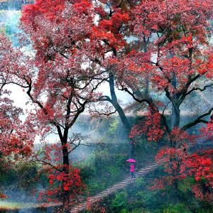 红枫古道旅游景点图片