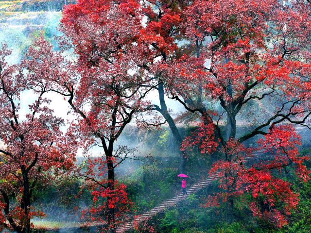 大会岭红枫古道
