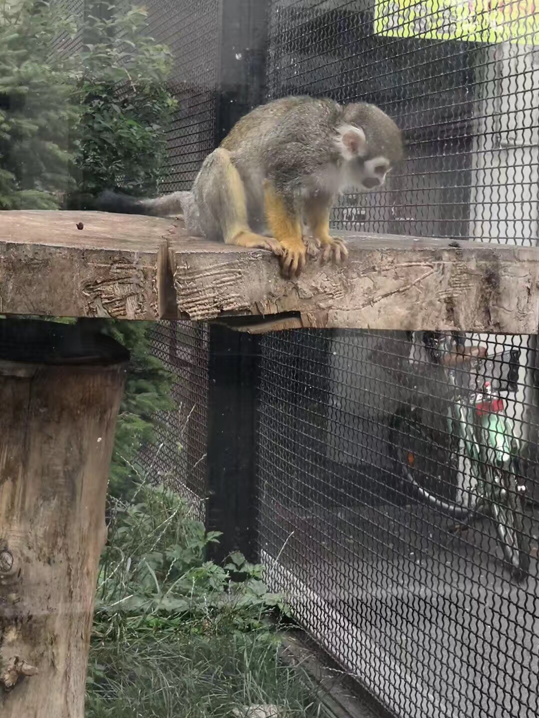 华沙动物园半日游!先把华沙玩透了非常值得.