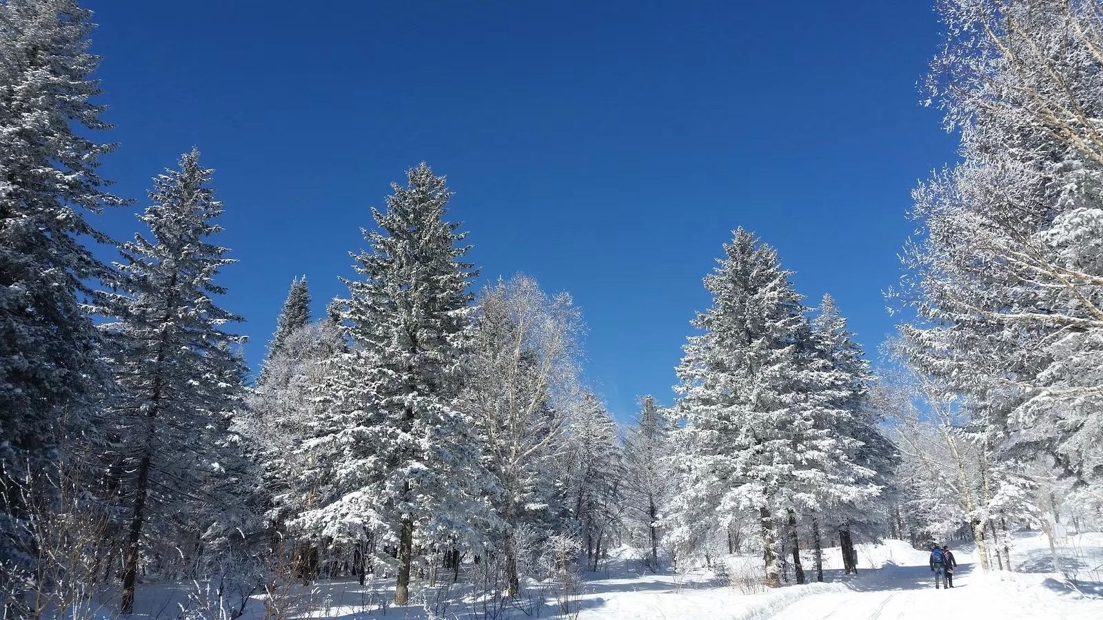 21亚布力滑雪旅游度假区玩乐攻略 大东北的林海雪原真是震撼人 去哪儿攻略