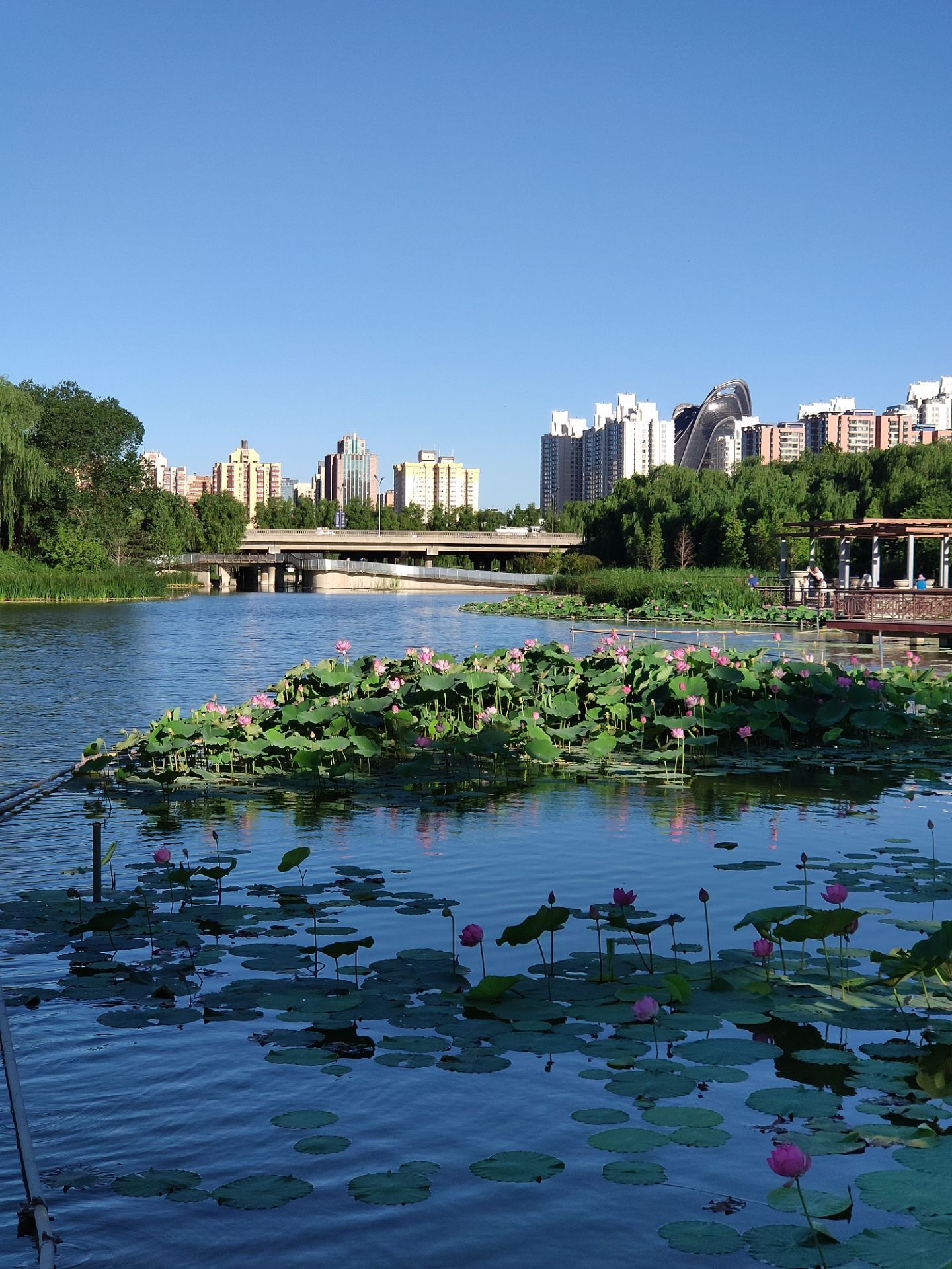 北京大红门附近的公园图片