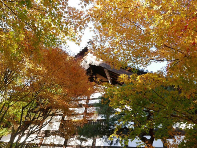 京都の龙安寺 金秋红叶 携程氢气球