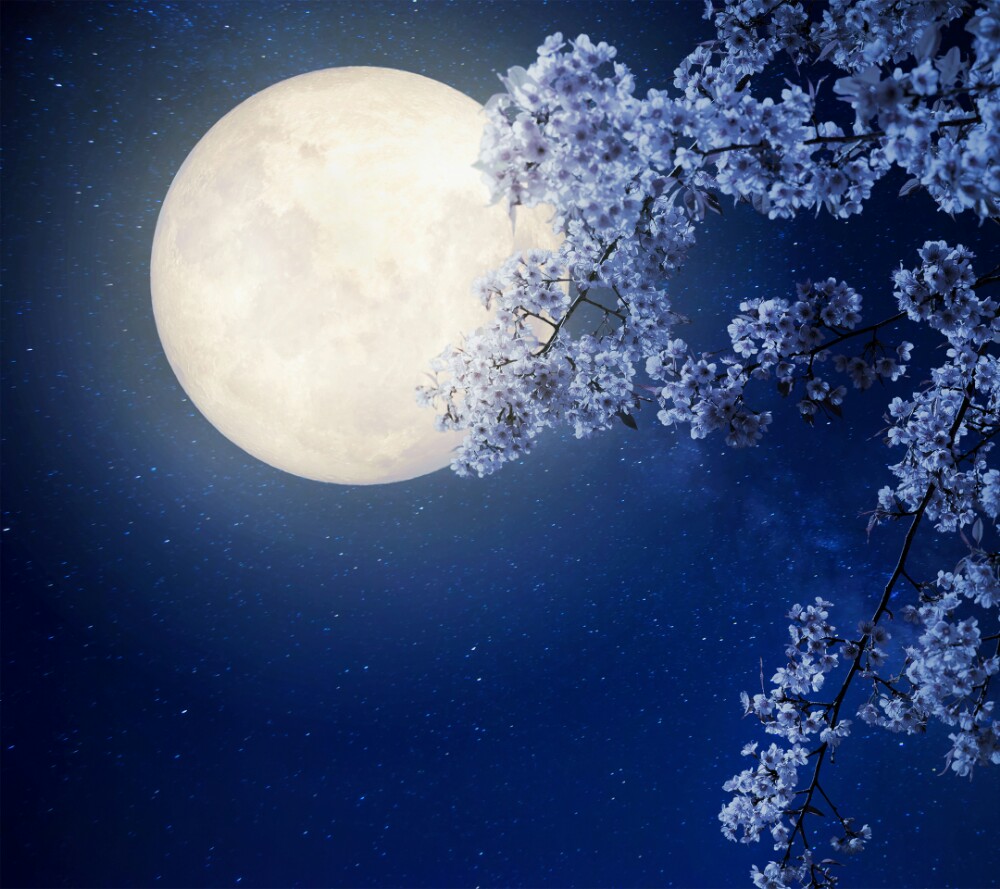 还行吧,他们那有一条路全是樱花,开的时候很梦幻