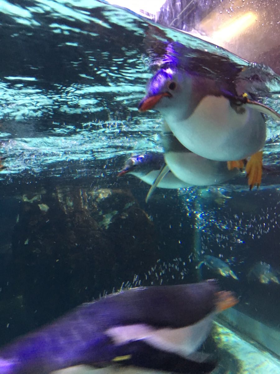 【攜程攻略】墨爾本墨爾本水族館景點,水族館裡的魚非常多,還可以近