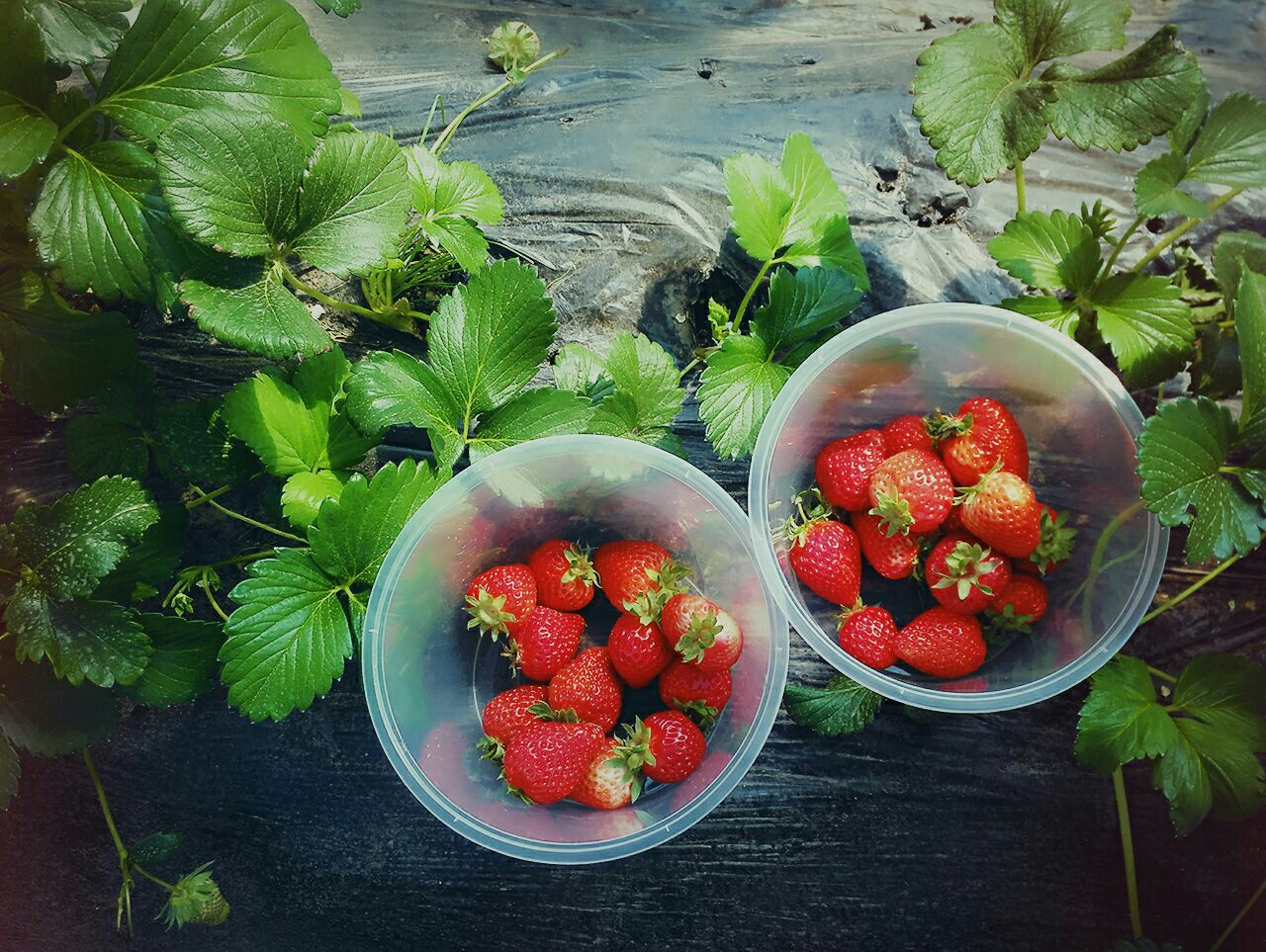 草莓立体种植 价格产量两增-温岭新闻网