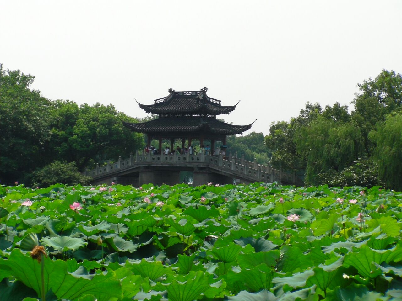杭州曲院风荷景区图片