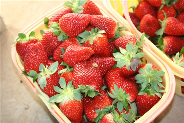 北京草莓采摘路线推荐,昌平草莓采摘就到丁丁