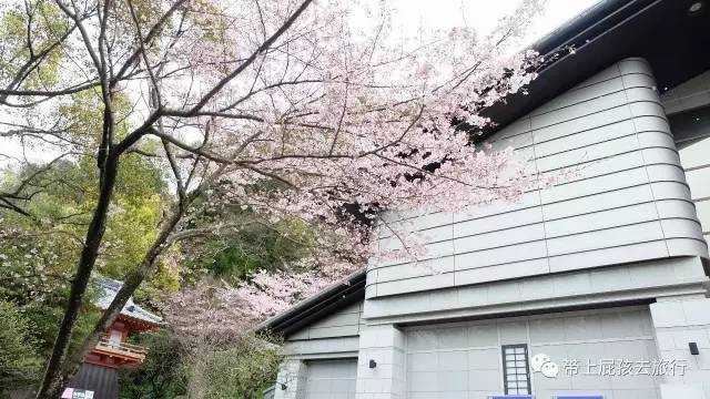 赛琳娜邮轮亲子游:2000块坐着邮轮去日本赏樱