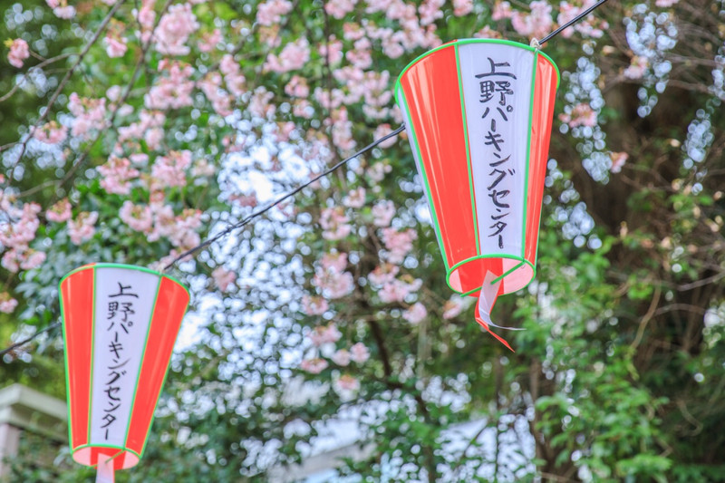 趣春游 东京不热 上野的樱花已经开了 携程攻略