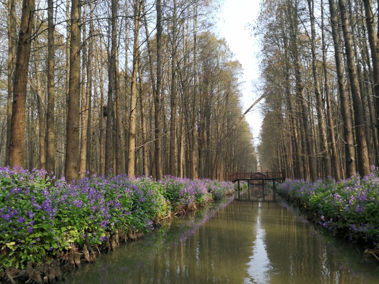 【攜程攻略】興化李中水上森林公園景點,還是值得一來~坐坐船~遊走在