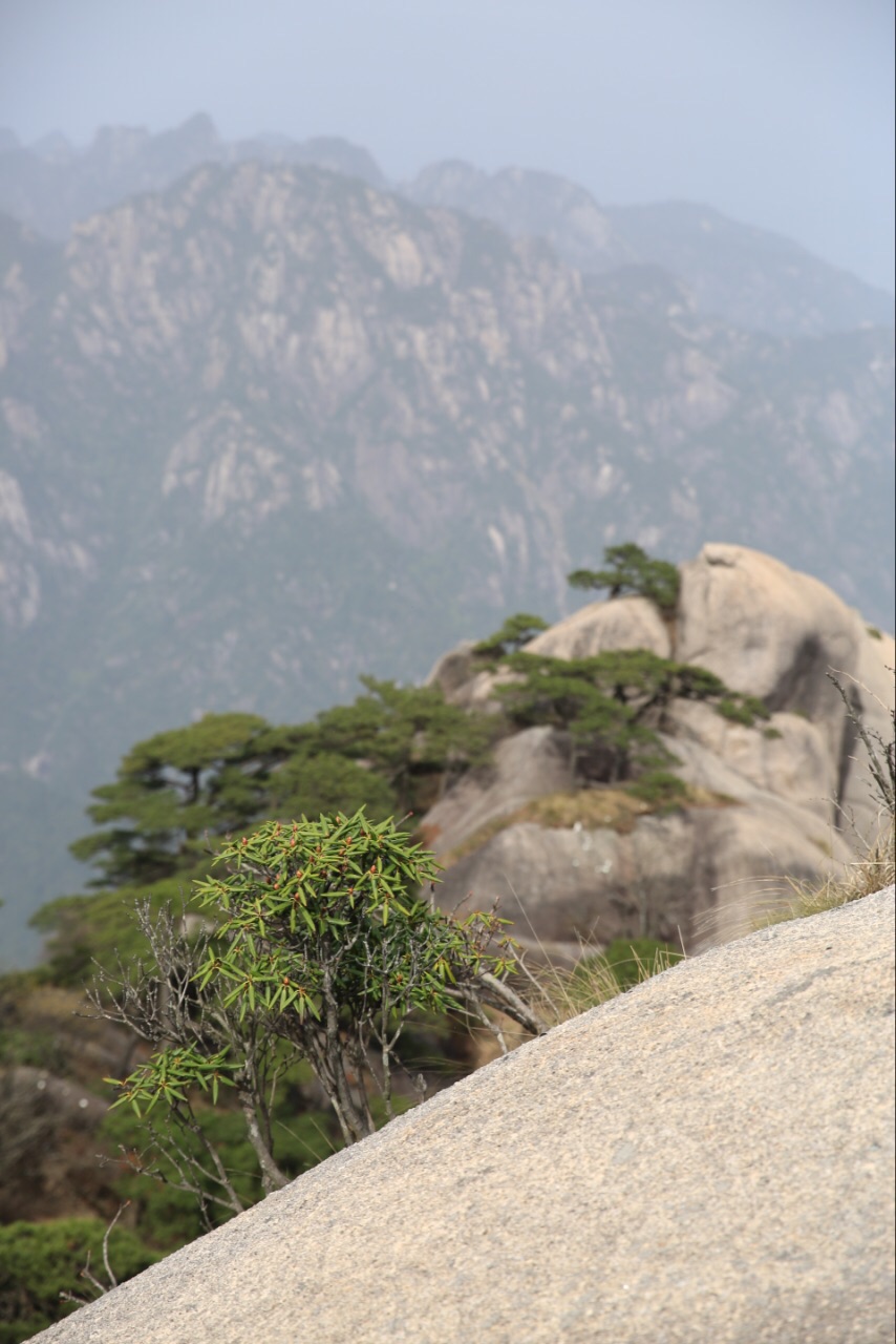 2019天都峰_旅遊攻略_門票_地址_遊記點評,黃山區旅遊景點推薦 - 去哪