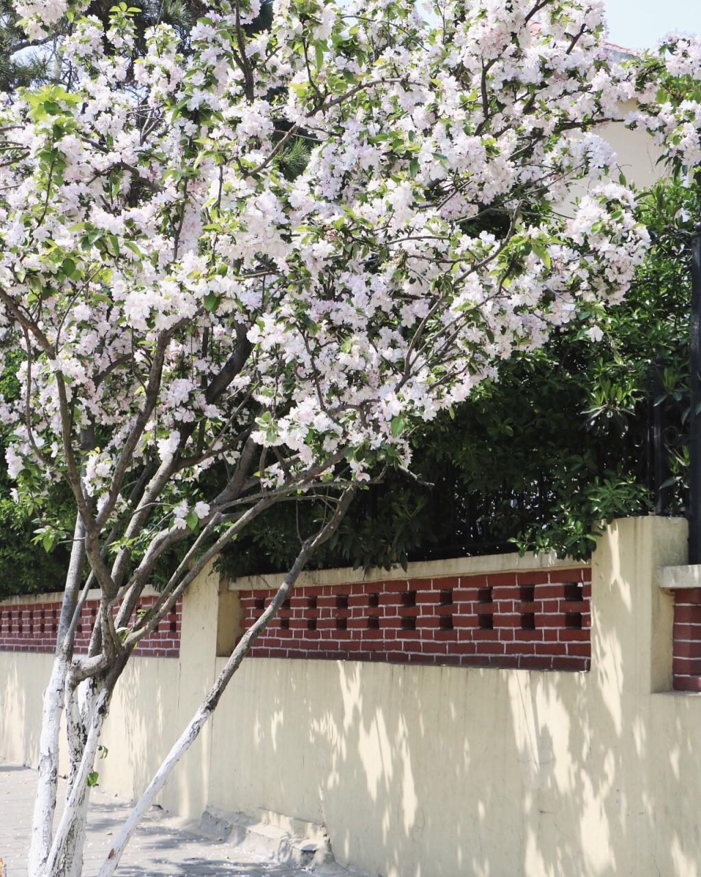 【携程攻略】青岛八大关景点,八大关四月底好多樱花 很多拍婚纱照的