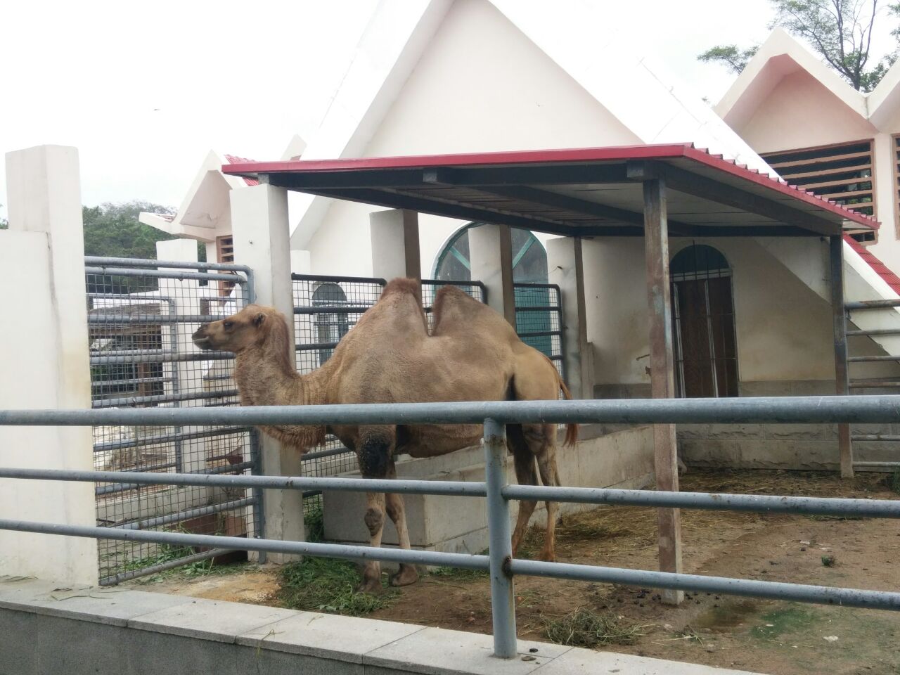 青島動物園