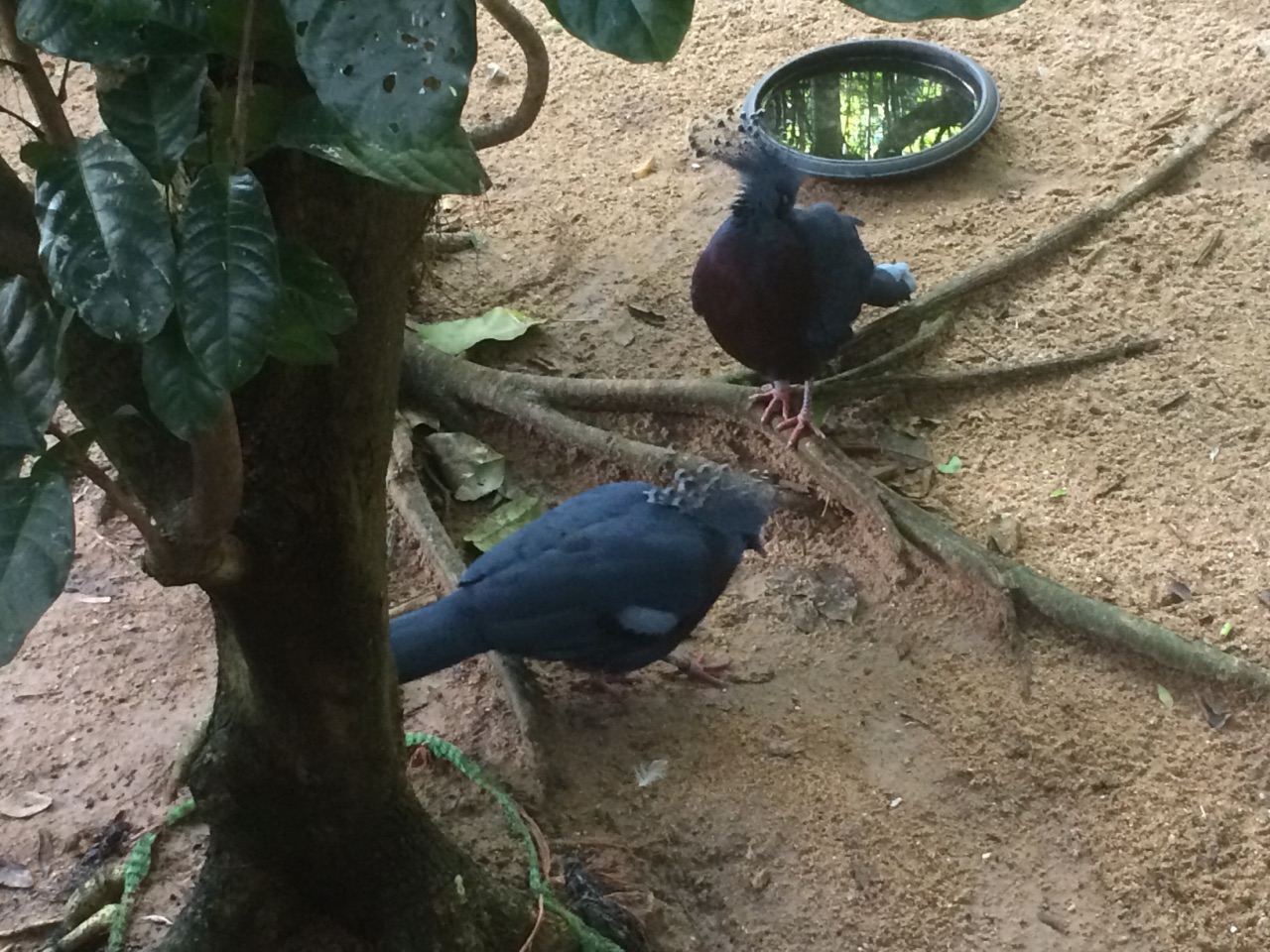 泰國清邁府清邁清邁夜間動物園一日遊【清邁夜間動物園半日遊【可選