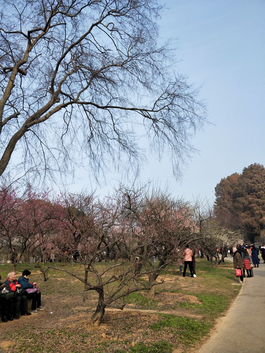 东湖梅花园景区图片图片